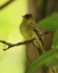 Yellowish Flycatcher perched, Costa Rica