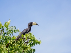 Pied Hornbill
