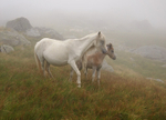 Welsh mountain ponies, Cwm Eigiau