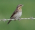 Wryneck