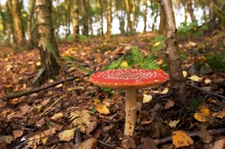 Natural World portfolio