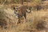 Tiger walking in long grass, Panna Reserve, Madhyra Pradesh, India