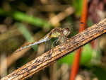 Common Darter