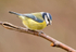 Blue Tit