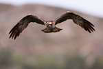 Osprey circling above the lake and looking for fish