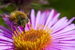 Hoverfly - 5981