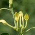 Birthwort (Aristolochia clematitis)