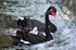 RSP048 Black Swan family at the weir