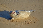 Atlantic Grey Seal
