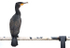 Juvenile Cormorant (lost in mist)