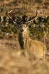Red Deer, Isle of Mull ref rd 26b