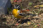 Golden-breasted Bunting portfolio