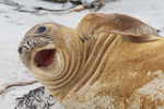 Female Elephant Seal