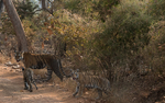 Mother and cubs