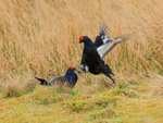 Black Grouse fighting at lek, Scotland