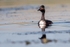 Black-necked Grebe