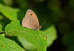 Meadow Brown