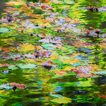 Autumn Leaves on the Canal