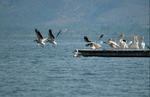 White Pelicans