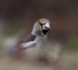 Hawfinch