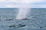 Humpback Whale  (blow)