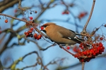 Waxwing