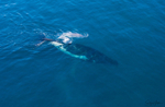 Humpback Baby 2