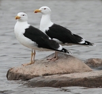 Great Black Backed Gulls