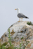 Yellow-legged Gull standing on a rock, Gibraltar