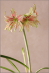 Hippeastrum 'Giraffe' 4