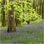 The Bluebell Tree, Portglenone (IMG1264)