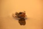 Common frog in evening light