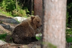 Brown Bear