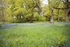 Bluebells