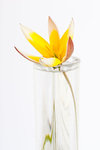 TULIPA TARDA #2 - KATHY'S GARDEN