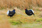 Black Grouse confrontation at lek, Scotland