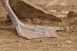 Black-browed Albatross foot, Falklands