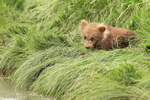 Brown Bear cub chewing grass, Silver Salmon Creek, Alaska