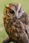 sundra scops owl Otus lempiji-0271