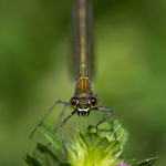 Banded Demoiselle