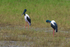 Jabiru Pair 1. 0A3A6846