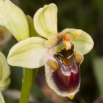 Hybrid between sawfly and bumble-bee orchids (Ophrys tenthredinifera x O.bombyliflora = O. x sommieri)
