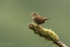 E Wren April