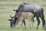 neww born wildebeest