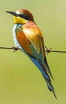 European Bee Eater