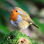 Robin
