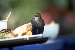 Starling, Sturnus vulgaris in an urban garden_ST_0018