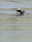 Long-tailed Duck, Lake Myvatn, Iceland