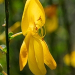 Spanish broom, (Spartium junceum)