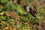 Glossy Ibis slowing in flight, Wakodahatchee Wetlands, Florida